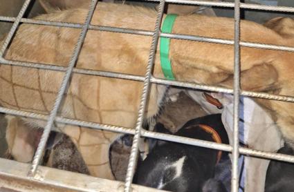 Cuatro vecinos de Mérida, investigados por caza furtiva con galgos en Llerena