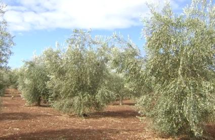 Los pagos de las ayudas directas de la PAC de la campaña 2024 superan los 330 millones de euros en Extremadura