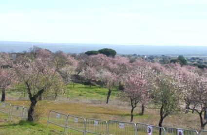 Muestra del Almendro en Flor en Garrovillas de Alconétar