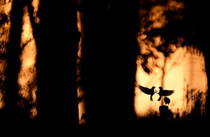 'Pelea territorial', fotografía ganadora del Concurso de la FIO 2025