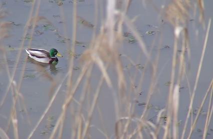 Pato a su paso por el río Guadiana en Badajoz