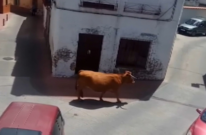 La vaca, paseándose por las calles de San Vicente de Alcántara