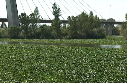 Nenúfar mexicano en aguas del Guadiana a su paso por Badajoz