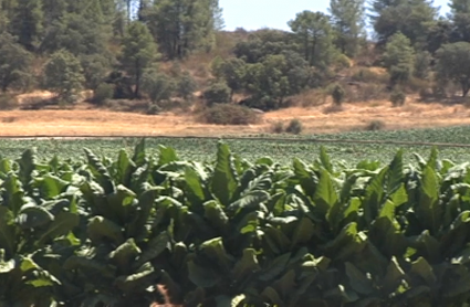 peligra la campaña de tabaco en la barquilla