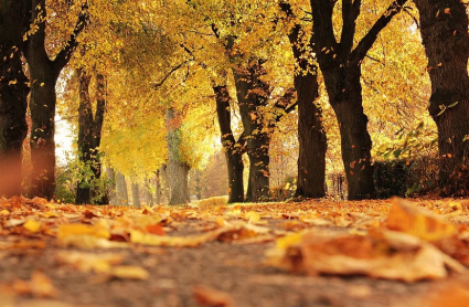 Estampa de otoño con árboles de hoja caducifolia