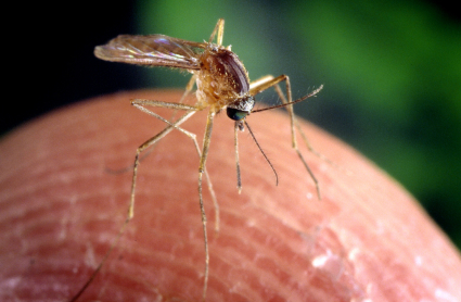 Imagen del tipo de mosquito que transmite el virus del Nilo