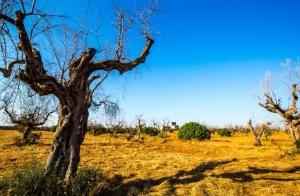 Resultado de árbol afectado por Xylella fastiiosa