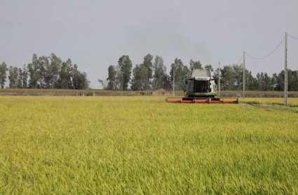 Una cosechadora de arroz, durante la campaña