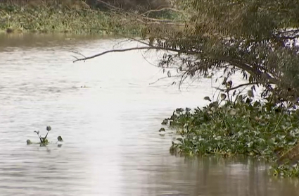 Tramo del río Guadiana con camalote, meses atrás