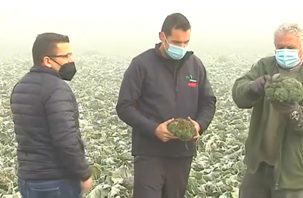 Agricultores en una explotación de brócoli de Medellín afectada por las heladas