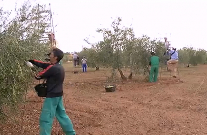 Trabajadores del campo extremeño en el olivar