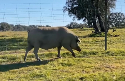 Cerdo en el campo extremeño