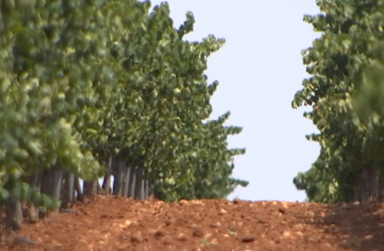 Plantación de cava en Almendralejo