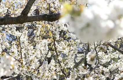 Cerezos en Flor