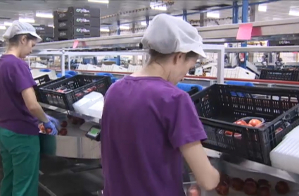 Mujeres trabajando en la campaña de la fruta 