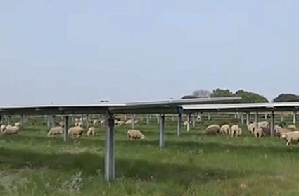 La imagen de las ovejas pastando bajo placas solares ya es habitual en Logrosán