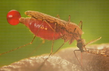 Mosquito que transmite la malaria