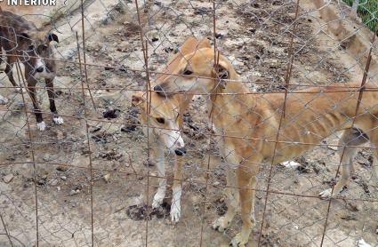 Los perros se encontraban en una nave del término municipal de Valdelacalzada, en Badajoz. Perros desnutridos y famélicos encerrados en un cercado.