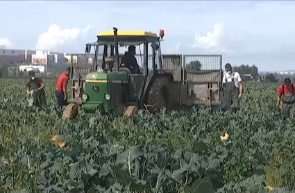 Jornaleros trabajando en el campo extremeño