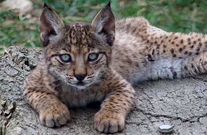 Imagen de uno de los cachorros de lince ibérico nacidos este año 