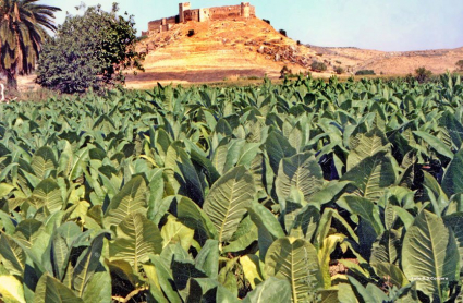 Cultivo del tabaco en Medellín