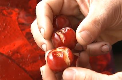 Imagen de las cerezas agrietadas por la lluvia de los últimos días 