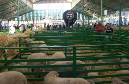 Imagen de uno de los pabellones de la Feria Internacional Ganadera de Zafra 