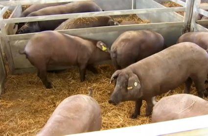 Ejemplares de cerdo ibérico en la Feria de Zafra