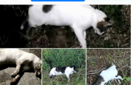 Gatos envenenados en Montehermoso