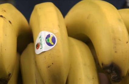 Plátano con la etiqueta de Canarias
