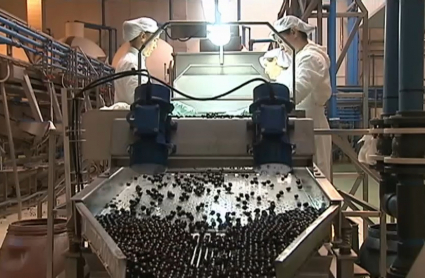 Fábrica de procesado de aceituna negra en el norte de Cáceres