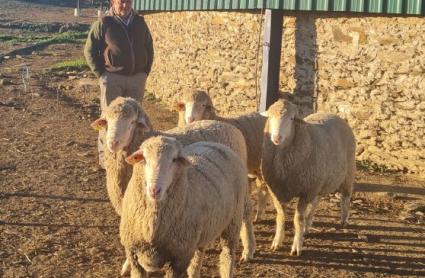 Ejemplares de carneros descendientes de cruce entre Cabaña Perales y merino australiano  Fuente de los Romeros