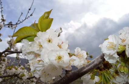 Cerezos en flor en el valle del Jerte. Autor: José María