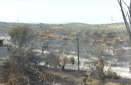 Incendio forestal en Perales del Puerto