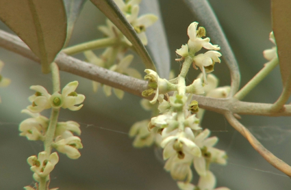 Olivo en flor