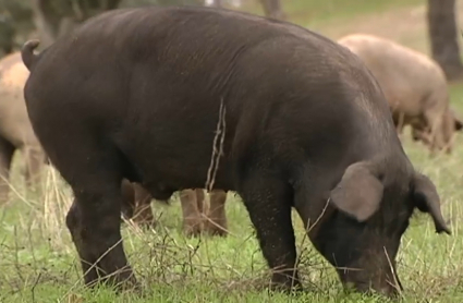 Cerdo ibérico