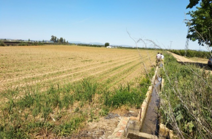 Explotación de Valdivia que ha cambiado la plantación de maíz por la de girasol