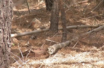 Combustible vegetal almacenado en el Parque Nacional de Monfragüe