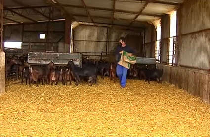 Ayudas a la ganadería en Extremadura