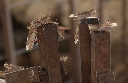 Una plaga de langosta arrasa cultivos en la comarca de La Serena