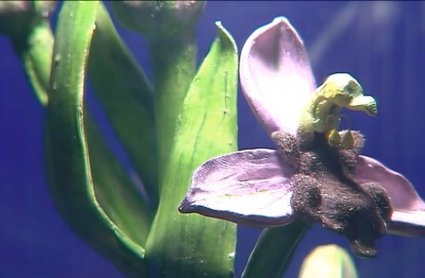 orquídea de Almaraz
