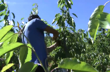 Jornalero recogiendo cerezas