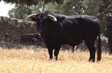 Imagen de un toro en una finca de Extremadura