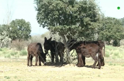 burros 