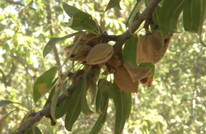 Plantación de almendros en Talavera la Real