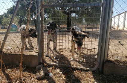 Perreras desbordadas