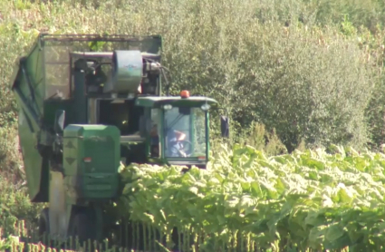 Tabaco en Extremadura