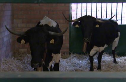 Primeros animales en Zafra