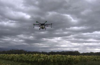 Dron sobre una plantación de tabaco