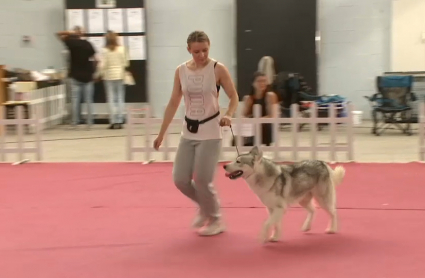 Expositora y su husky siberiano durante el concurso de belleza de perros nórdicos